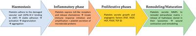 Platelets in Wound Healing: What Happens in Space?